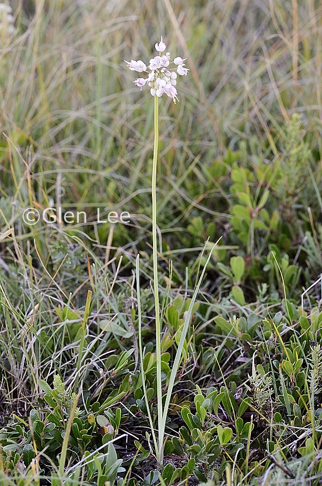 Allium cernuum photos Saskatchewan Wildflowers